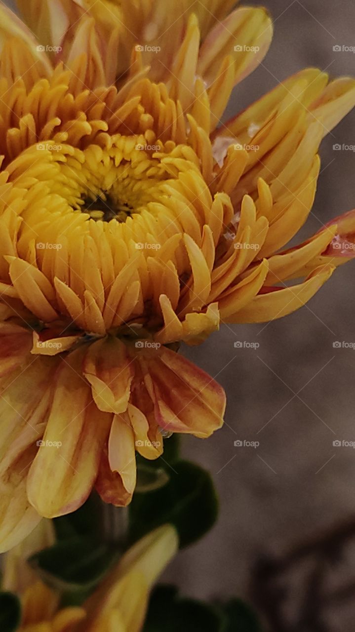 Beautiful Yellow - Chrysanthemum symbolises optimism and joy.