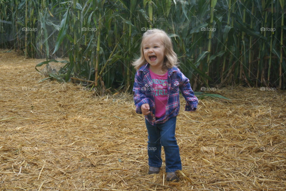 Corn maze