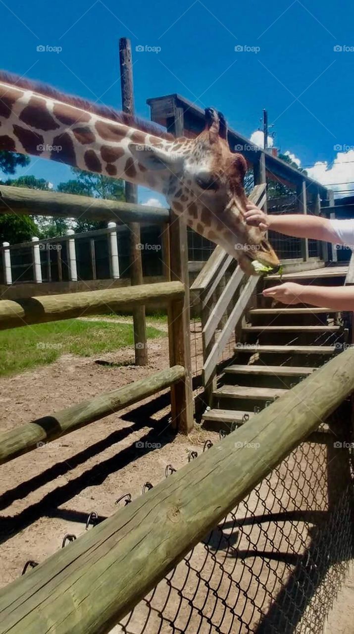 On a Florida trip we took as a family we went to a little petting zoo/conservation and we got to feed the momma giraffe her favorite food, which is lettuce. She likes her head rubbed while feeding. I love the interaction we got with her🌾