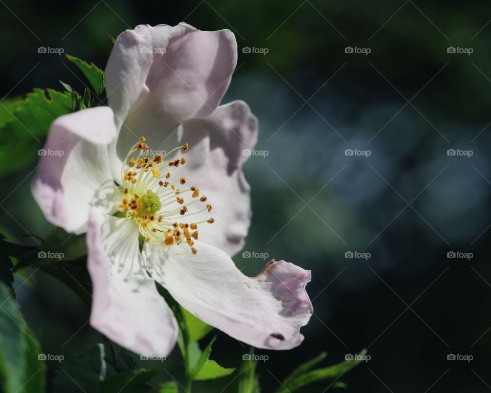 Blossoms of Rosa canina