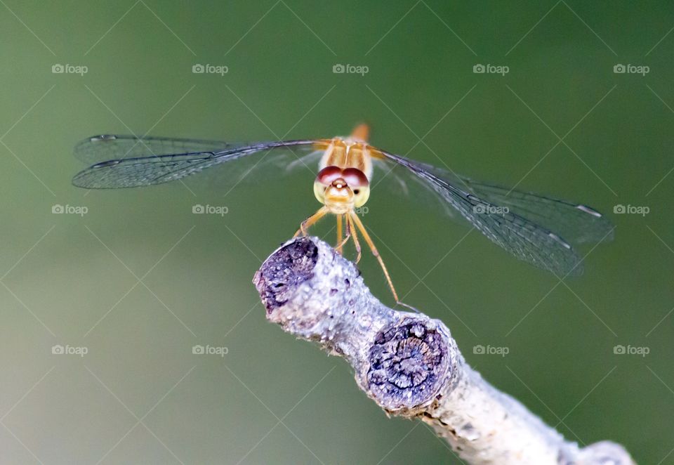 Macro shot of dragonfly on twig