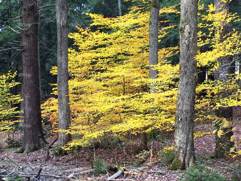 Beautiful fall yellow color