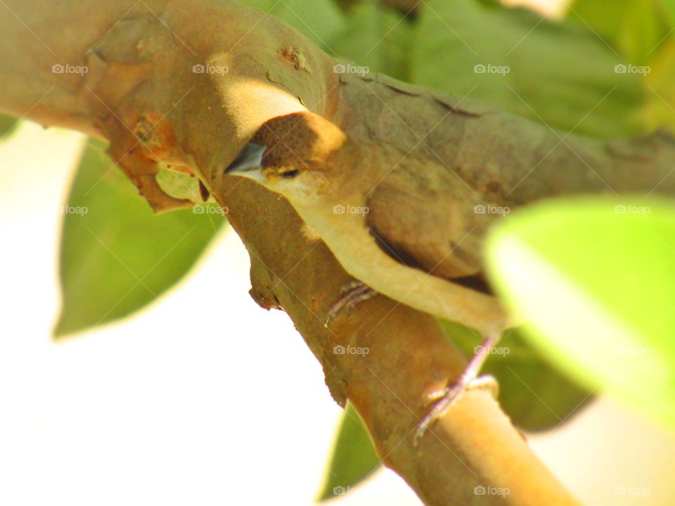 Beautiful house sparrow (Passer domesticus) is a bird of the sparrow family Passeridae, found in most parts of the world.