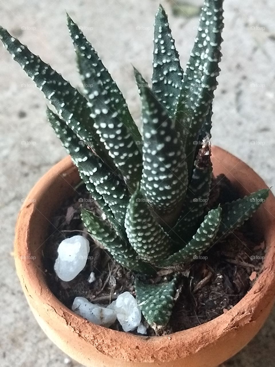Little cactus