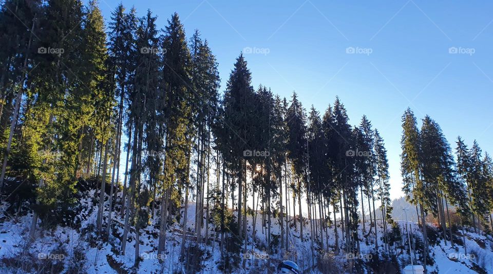 Coniferous forest in winter