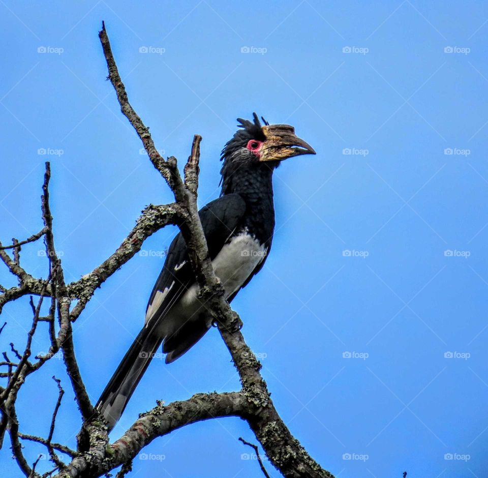 Bird, Wildlife, No Person, Nature, Avian