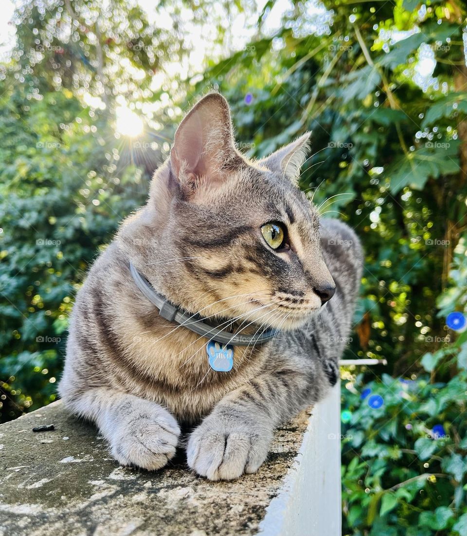 Cat pose in the jungle 