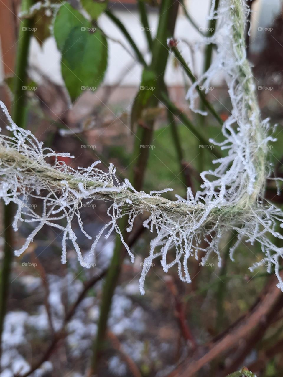 frost crystals on sisal cord