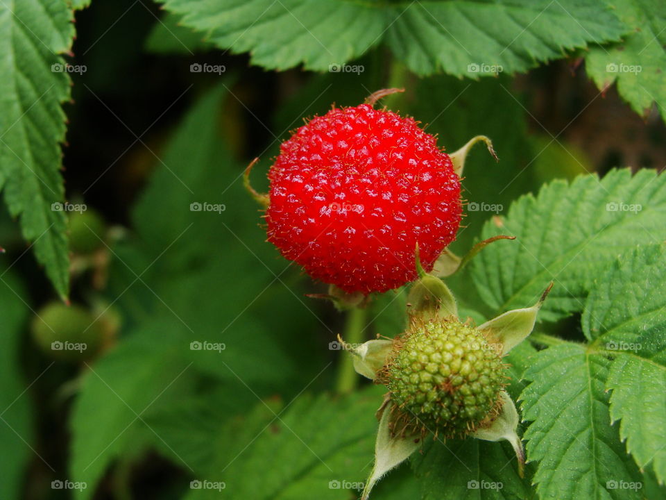 West Indian raspberry, known in Brazil as wild strawberry, Pedra Azul, ES, Brazil
