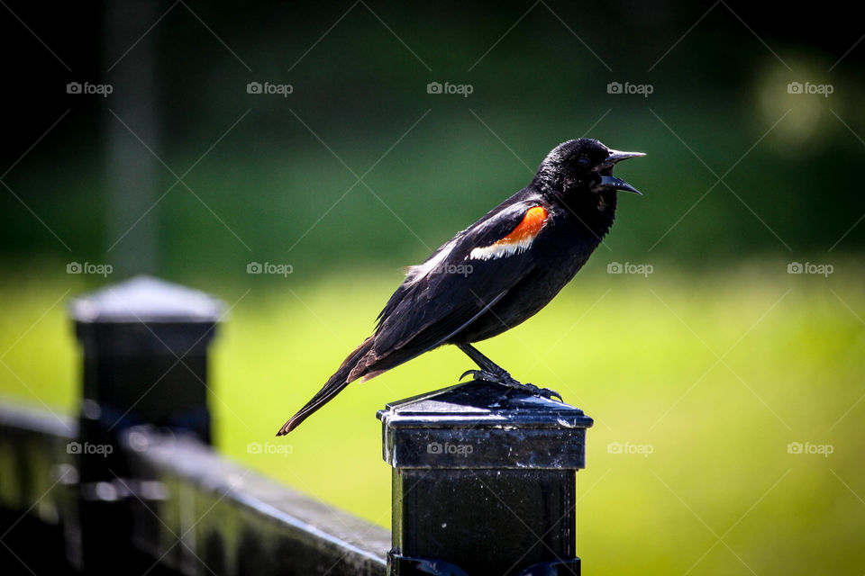 Red-winged black bird singing