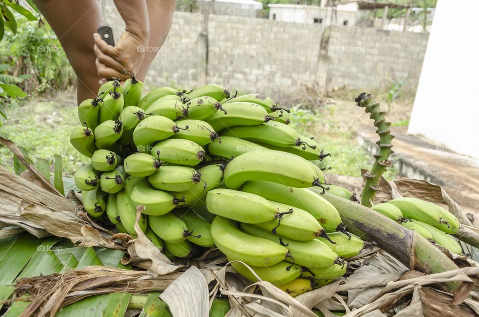 Bunch Of Green Banana