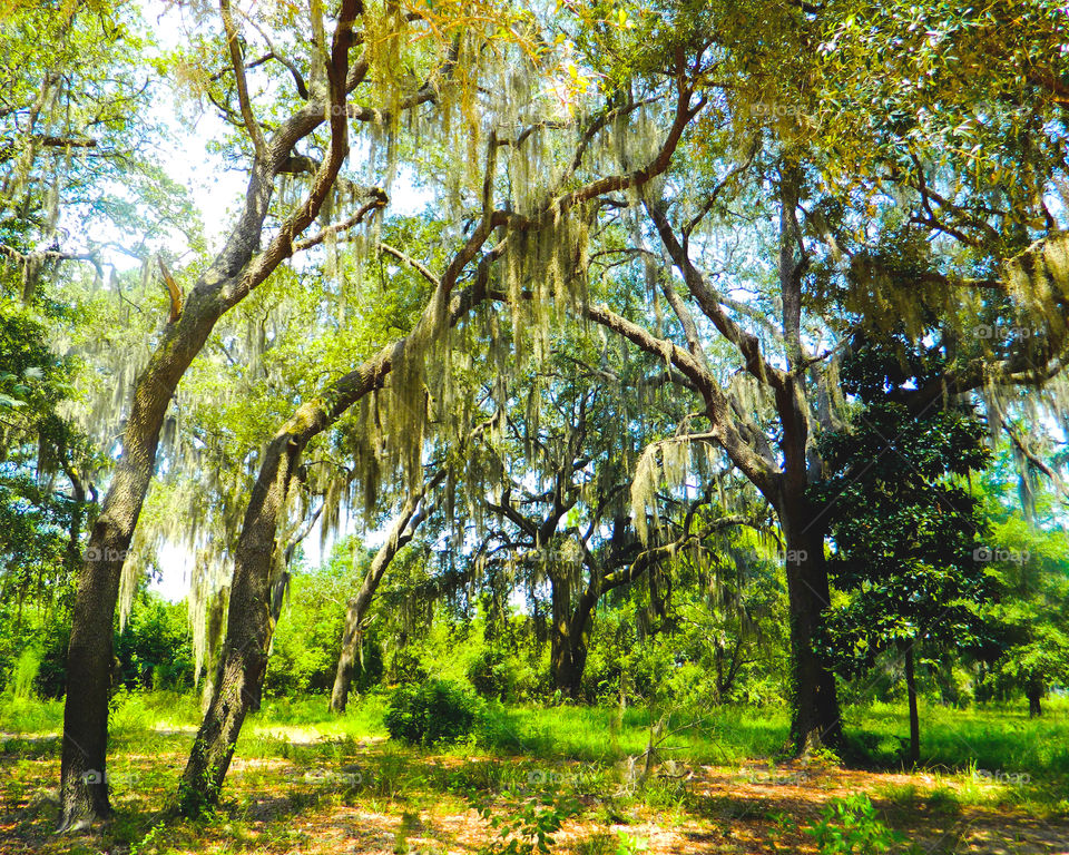 Spanish moss hanging on tree branches