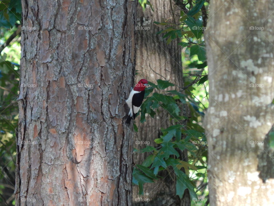Wildlife Woodpecker