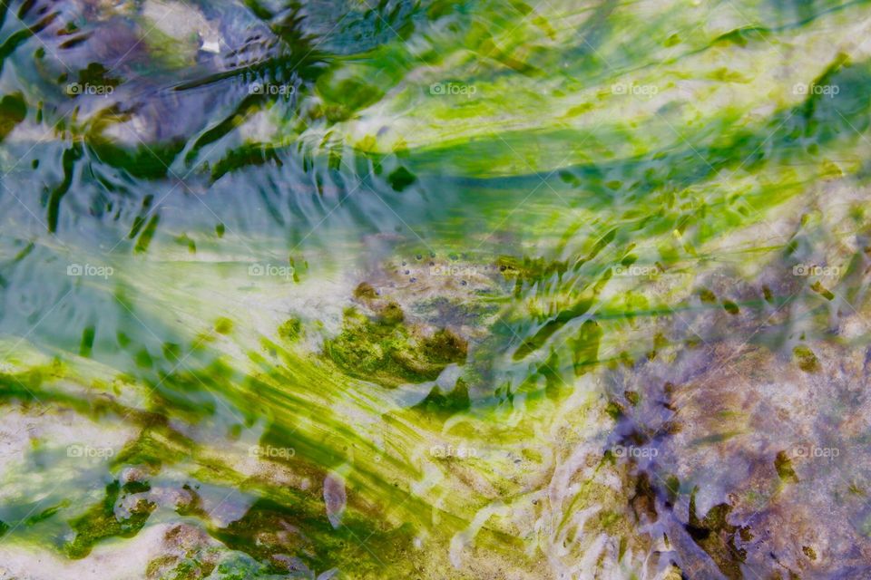 Green algae