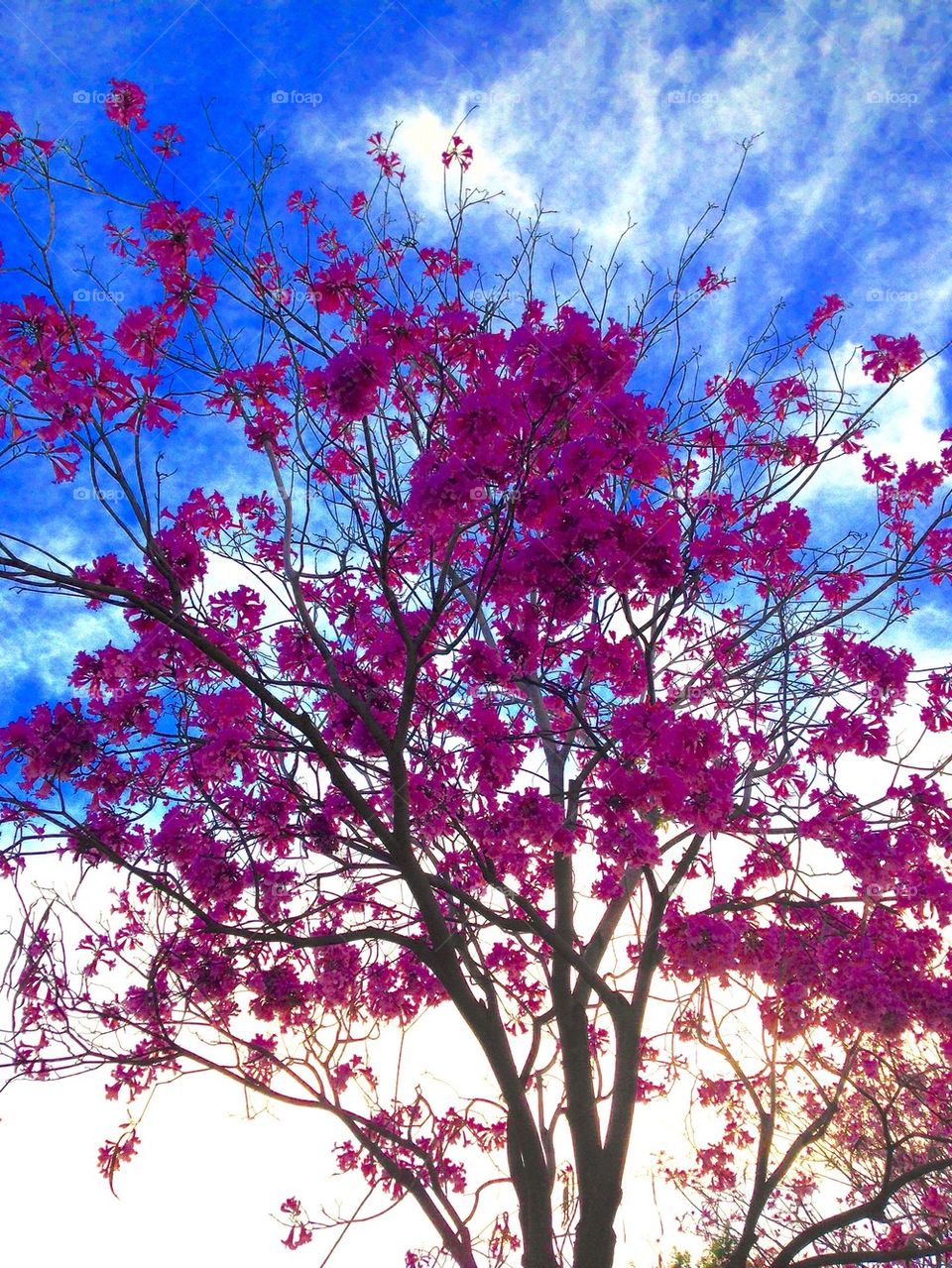 Tree and the sky