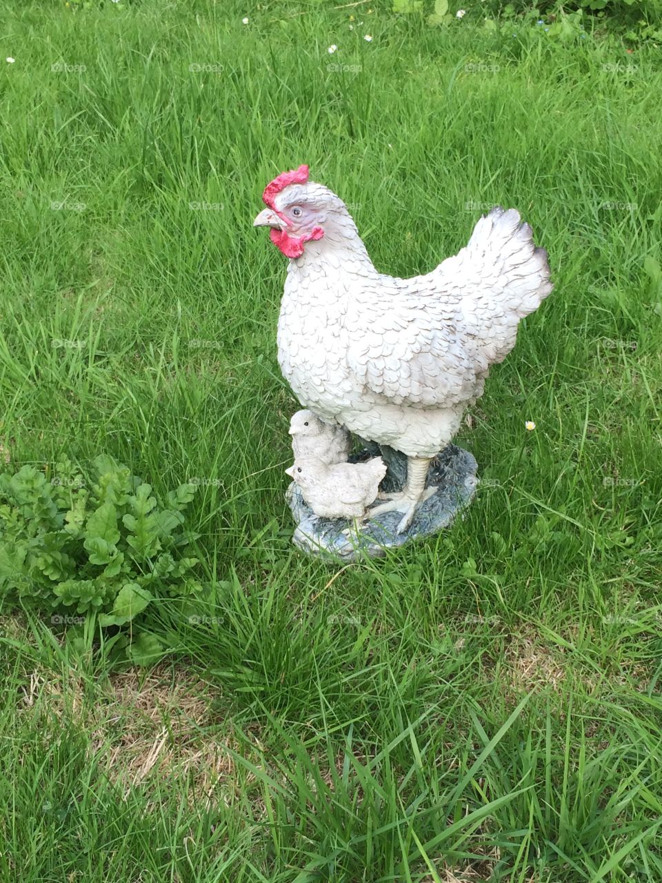 Garden ornament stone hen chicks