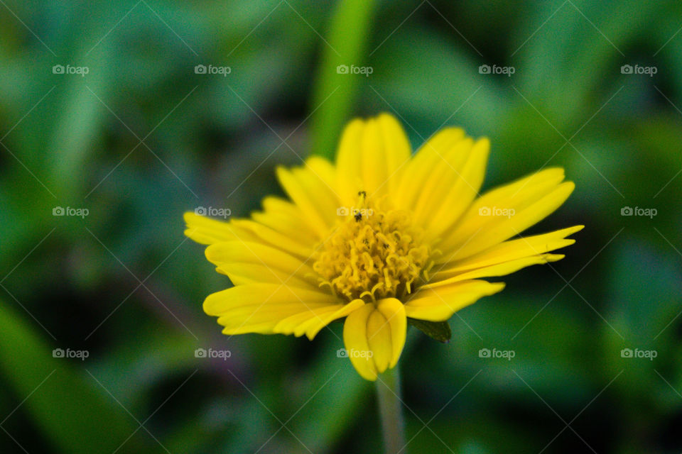 close up of a yellow flower