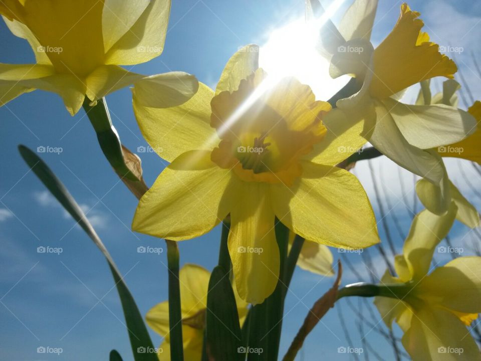 Sunny bouquet