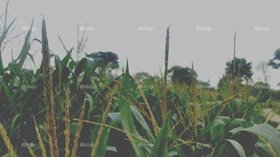 green field with corn