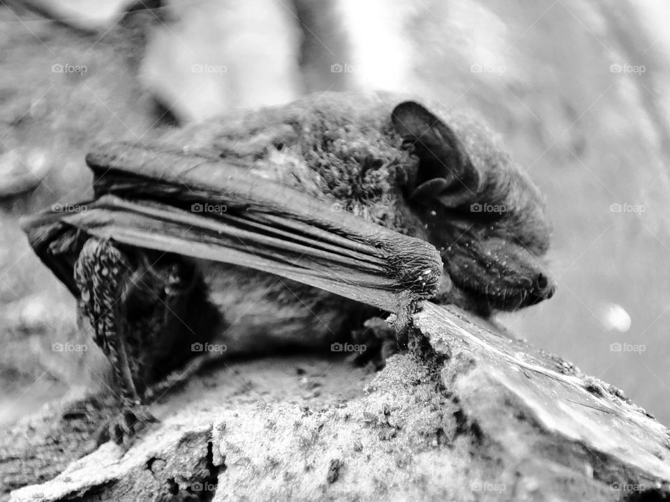 Nathusius's pipistrelle, Animal