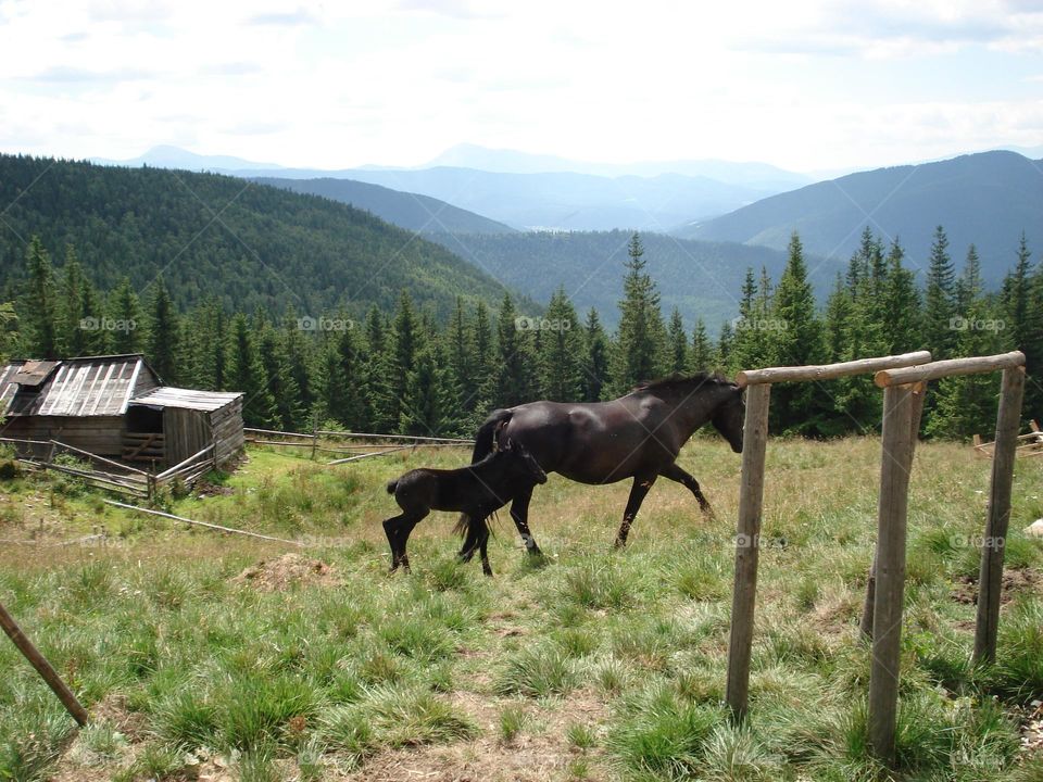 Horse with foal in the mountains