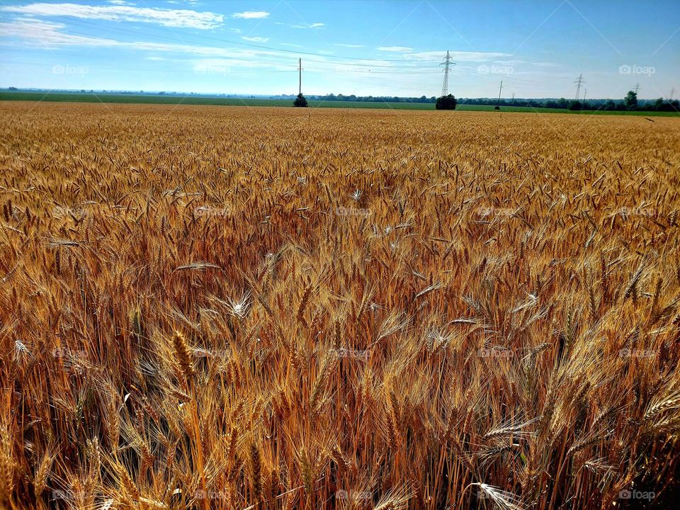 Ukrainian gold 🇺🇦🌾❤️