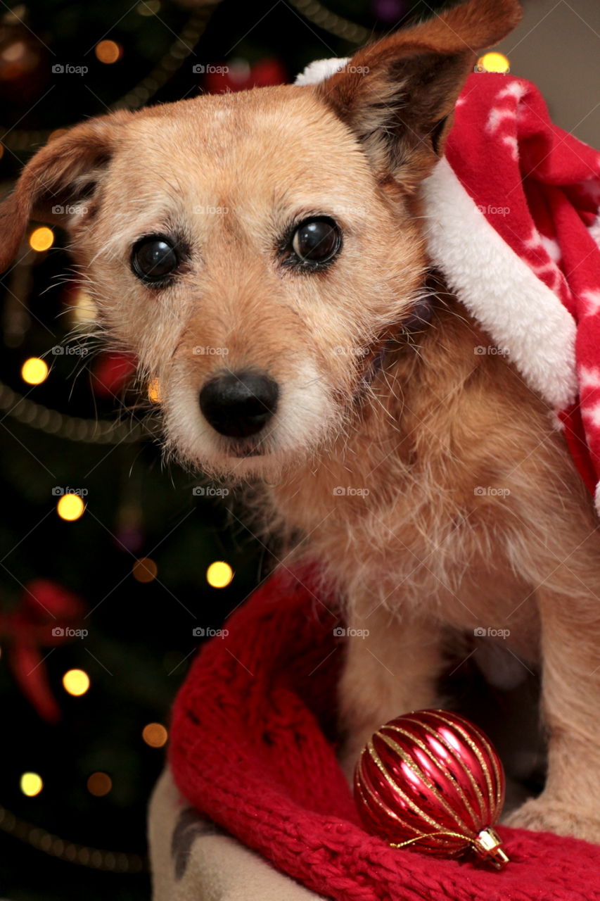 Small dog in Christmas outfit by Christmas tree