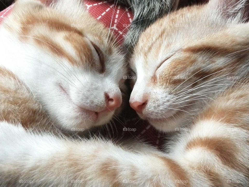 Kitten brothers