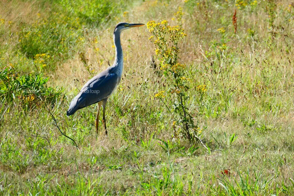Ardea cinerea