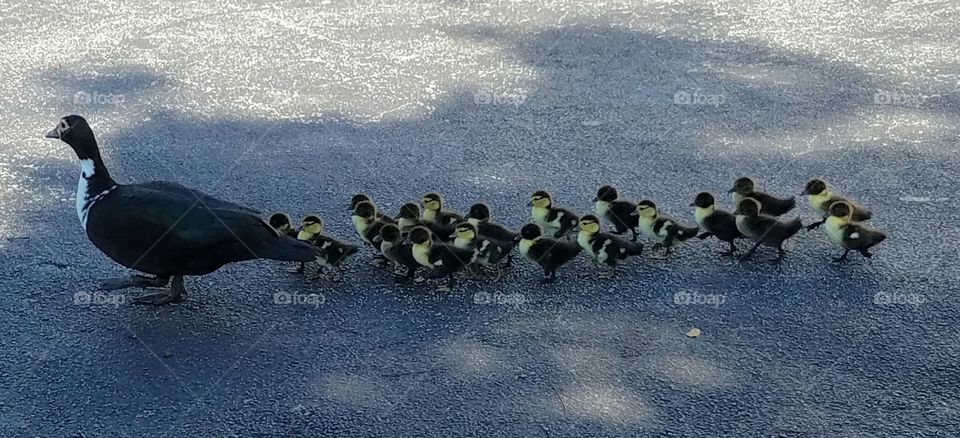 Muscovy Duck and Her Twenty Ducklings