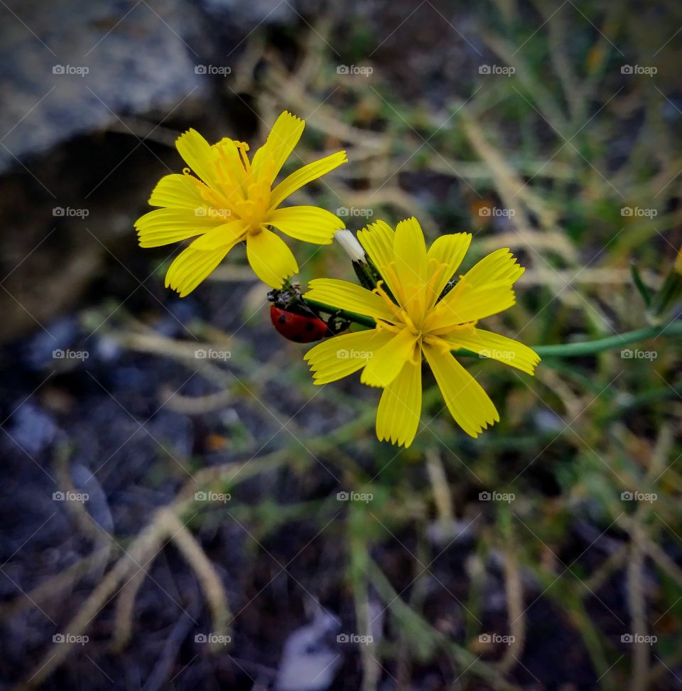 Un pequeño animalillo muy común en nuestro jardines, pero que va embelleciendo todo a su paso.