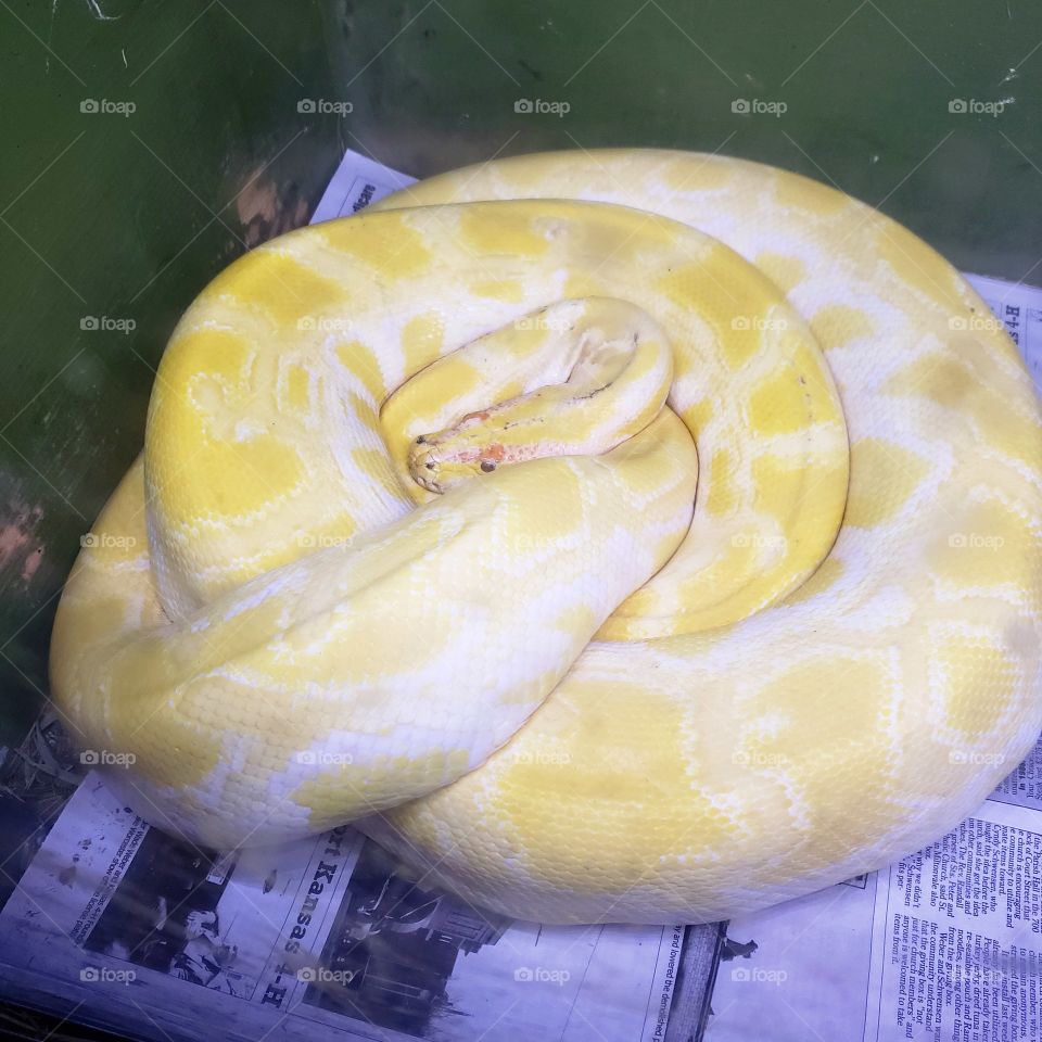 albino Burmese python