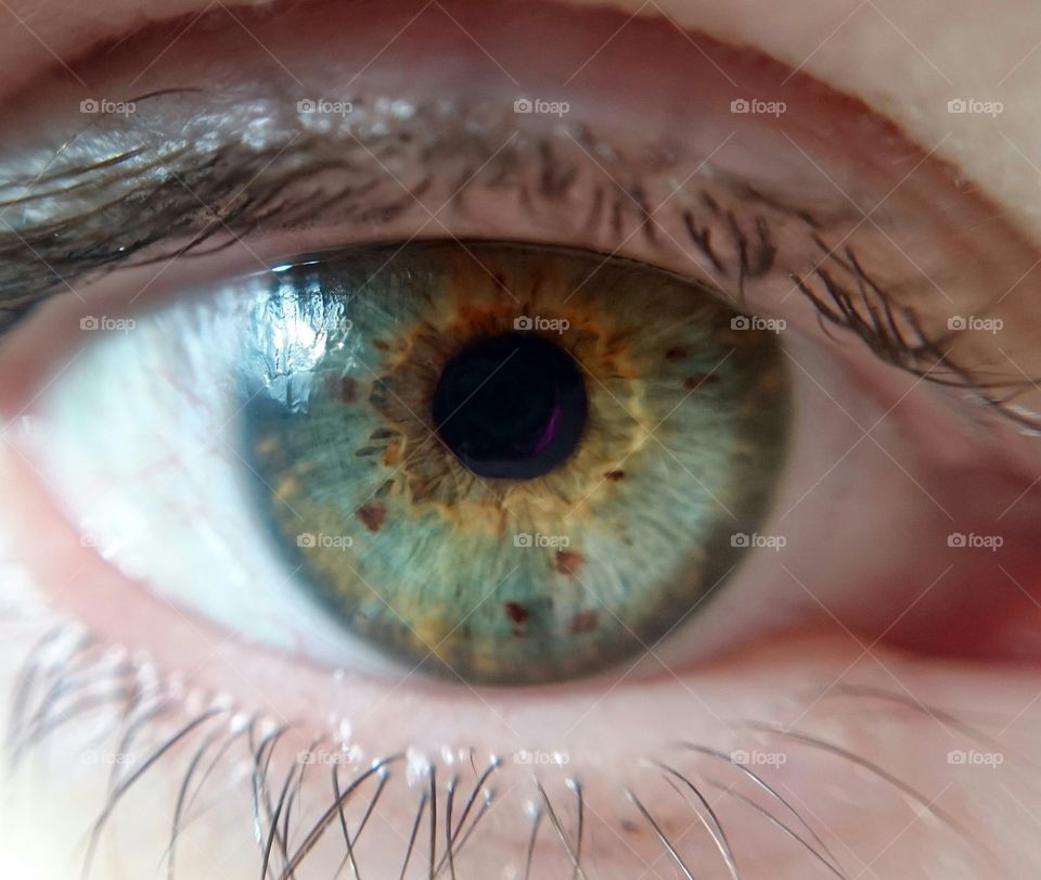 eye iris