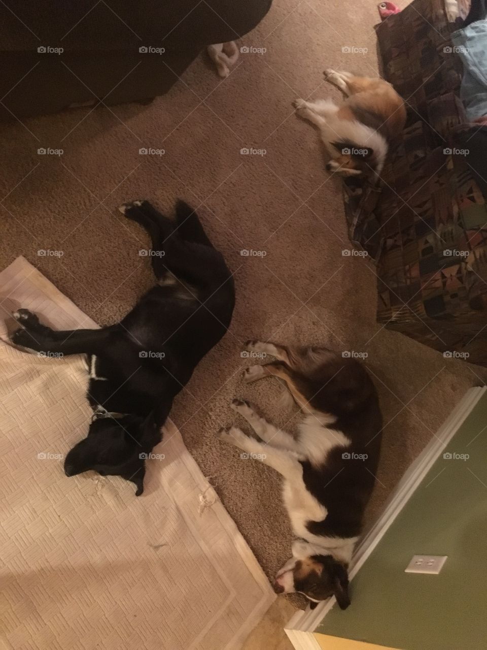 Lazy dogs sleeping in uniform position