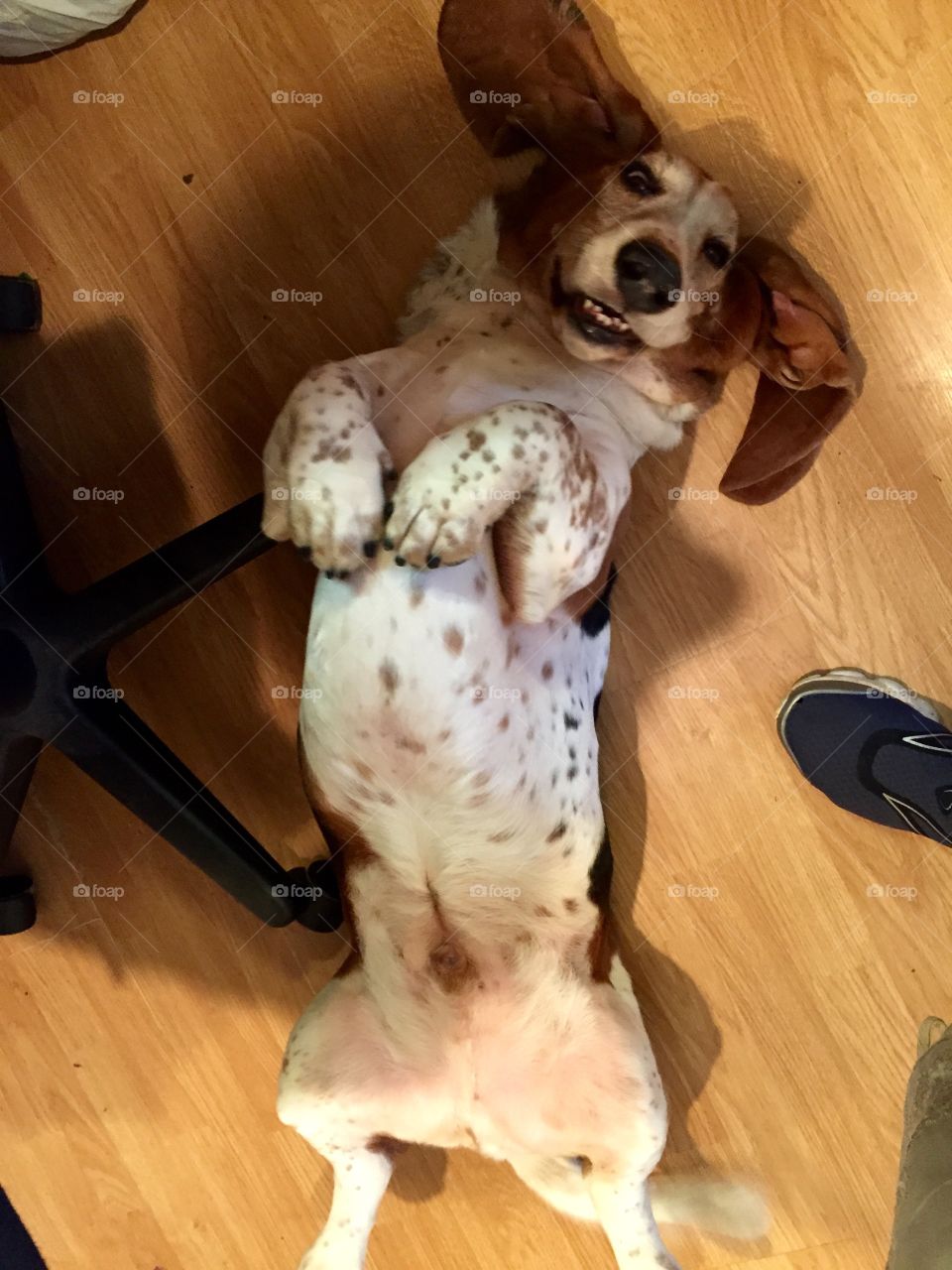 Bassett Belly rubs