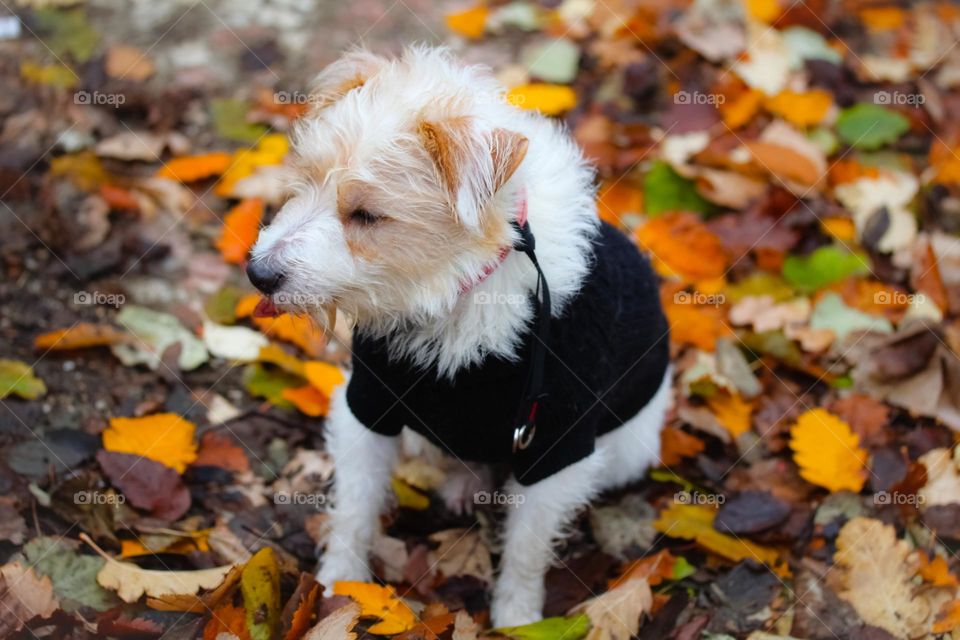 Animal portrait of a dog in a sweater, sitting in a brown leaves