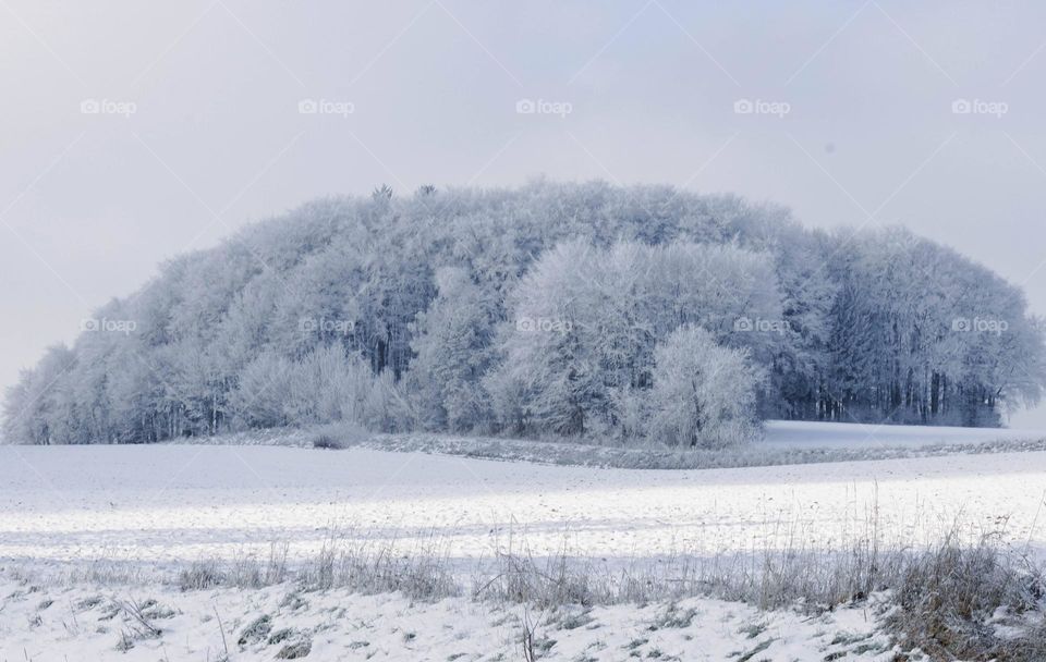 Frozen Forest 