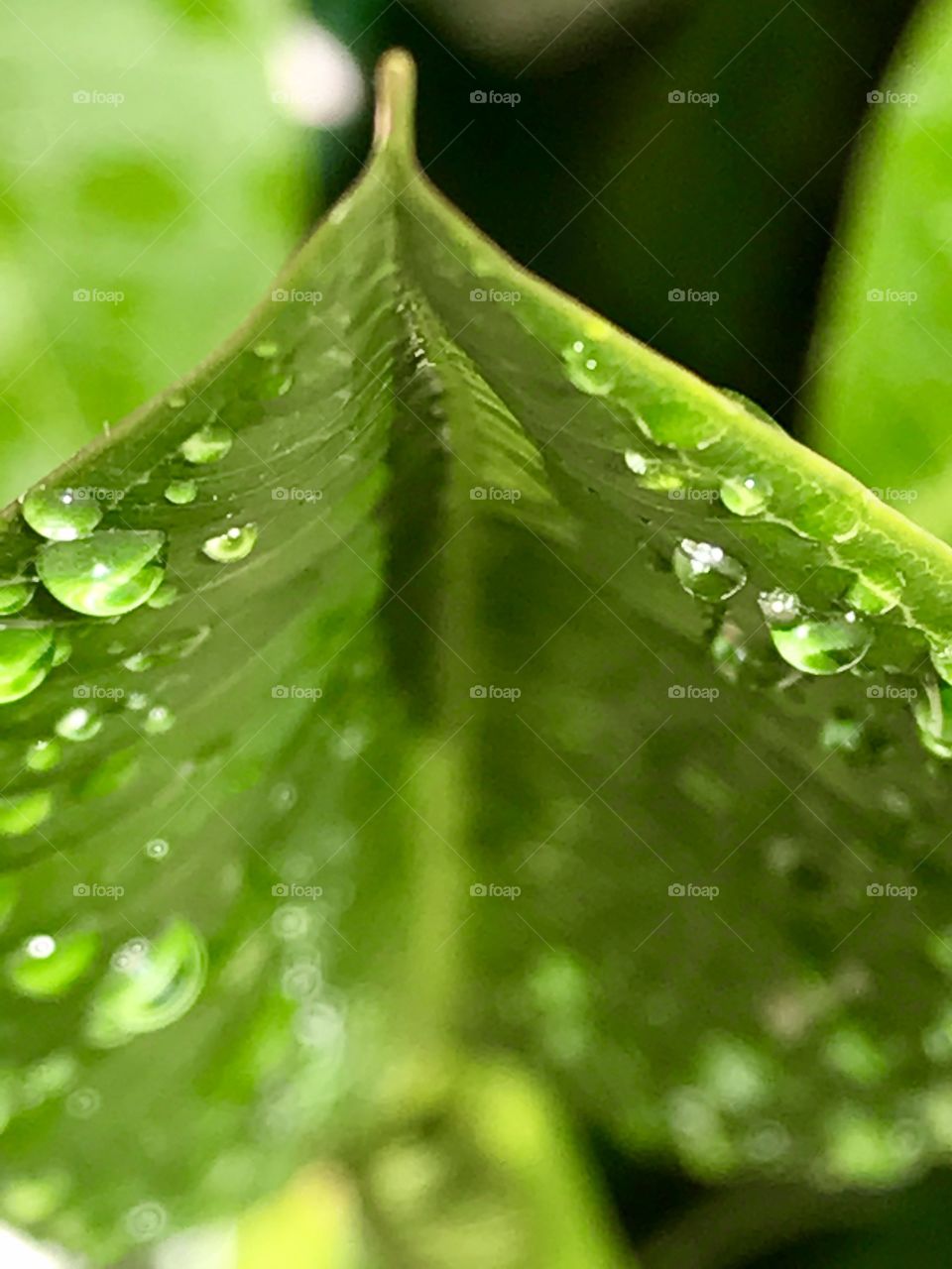 Green leaf with water