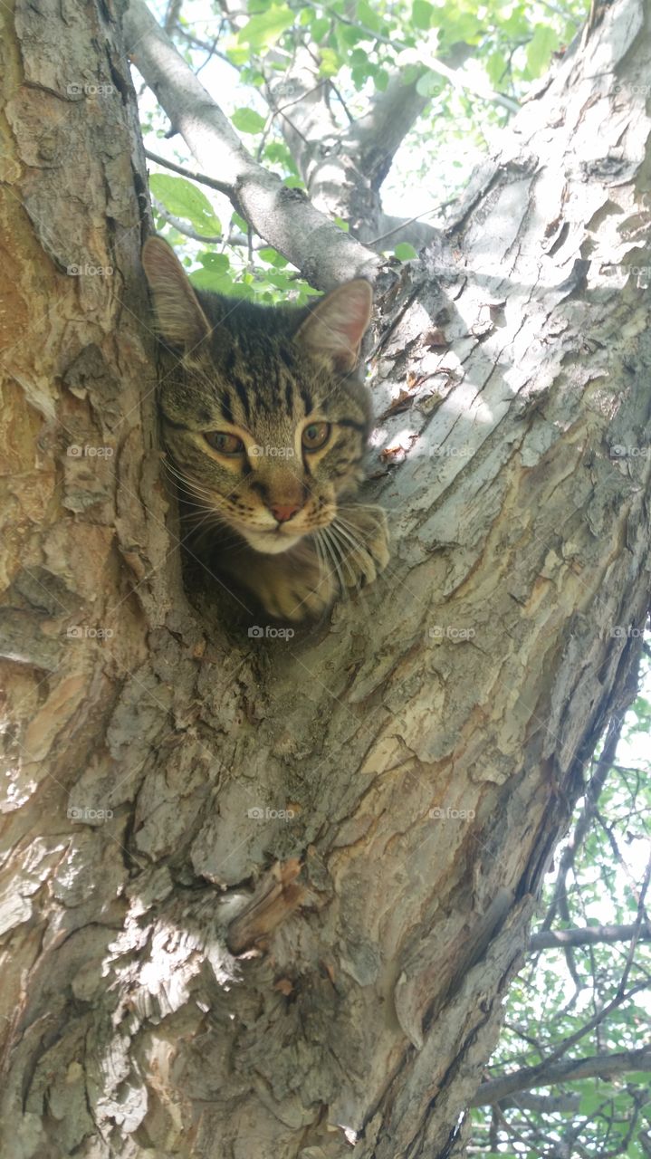 Cat in Tree