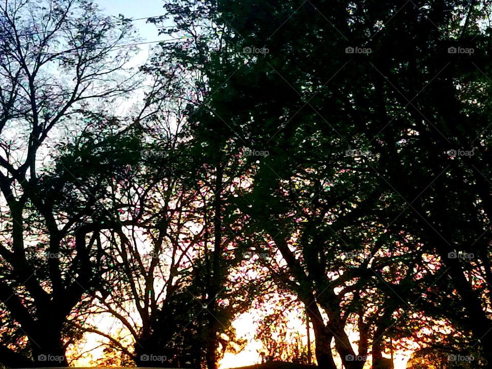 Midwest Sunset Through the Trees