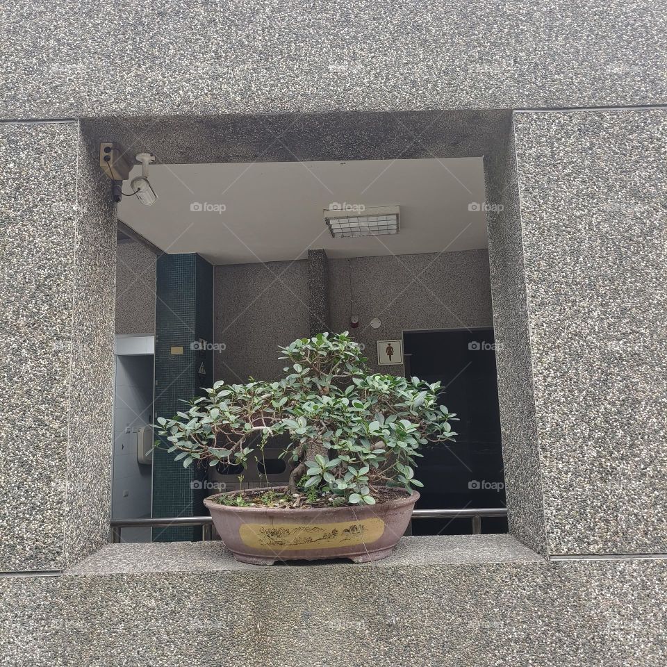 Small plants in Chinese style garden