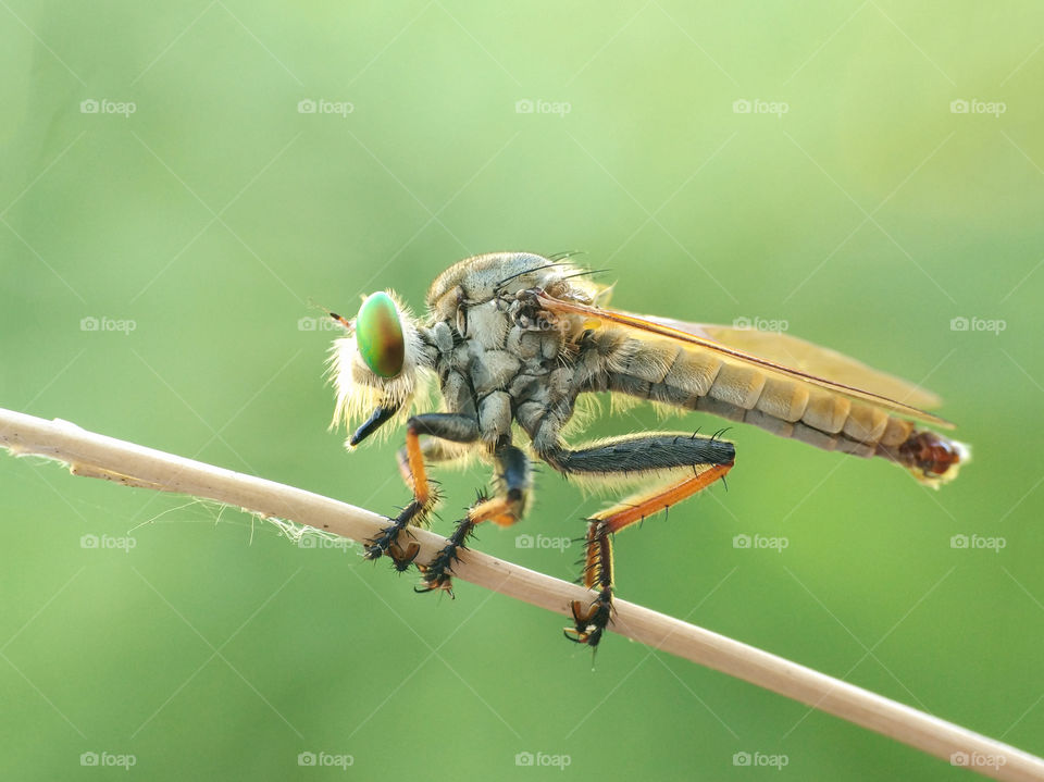 Robber Fly