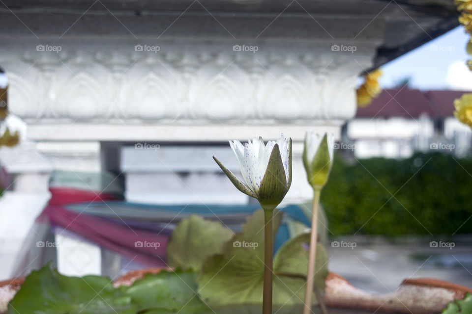 lotus, shown the beauty of bhudda spirit