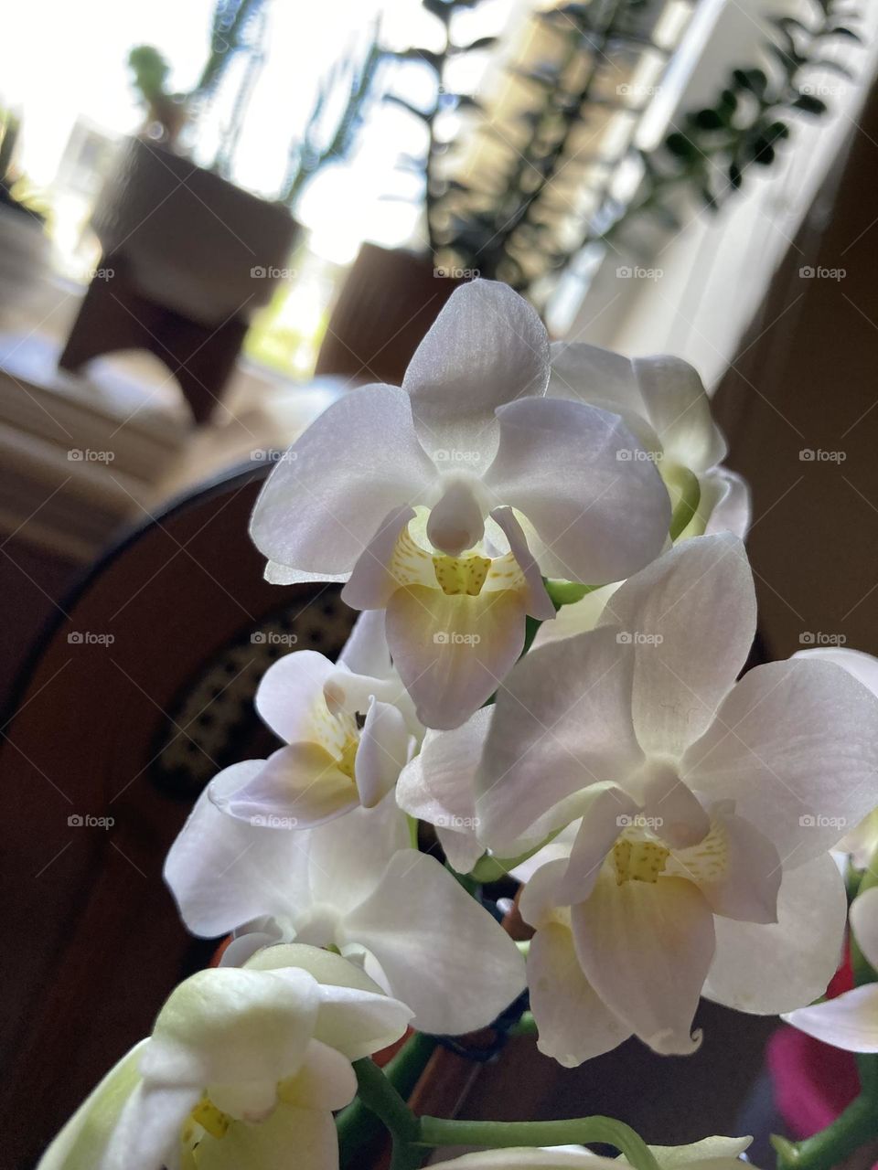 Beautiful white orchids 