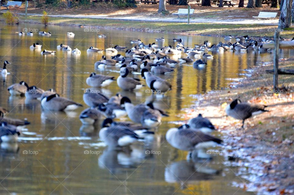 Trap Pond ducks