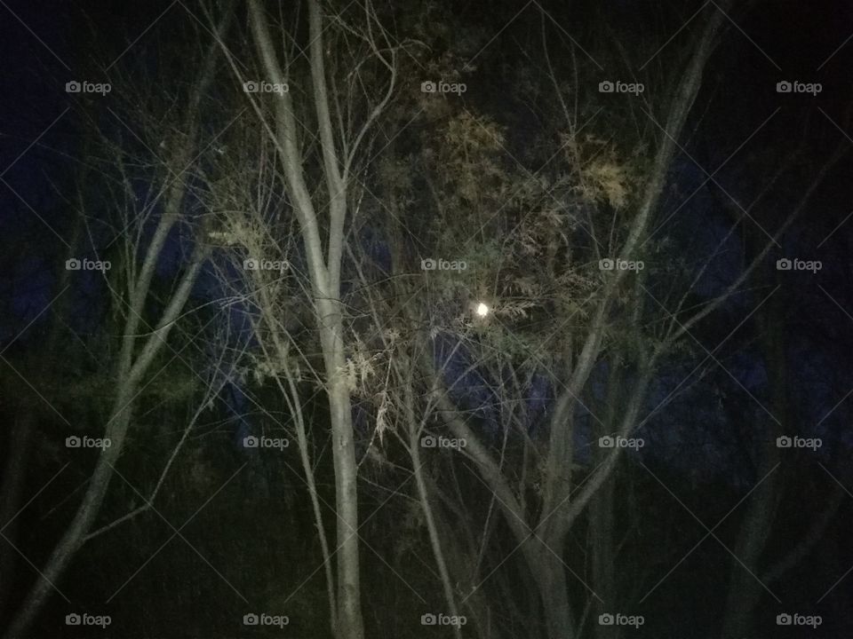 Moonlight between the trees