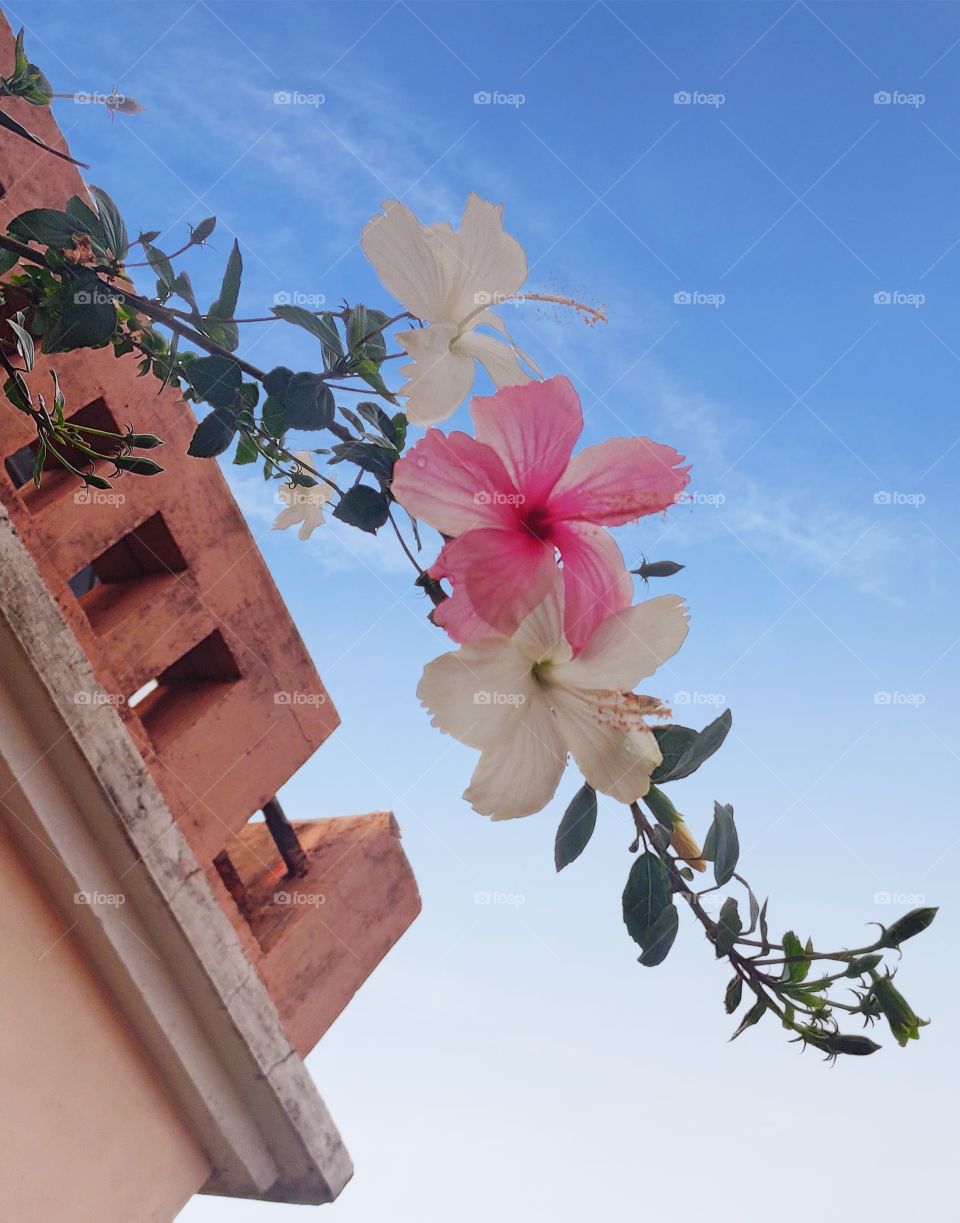 hibiscus plant blooming two colour flower