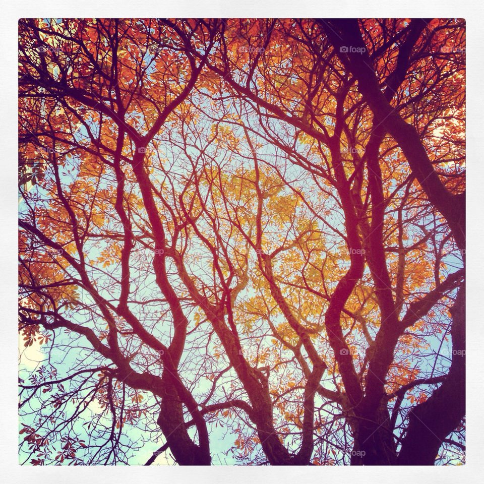 tree orange leaves fall by pamelaevelyn
