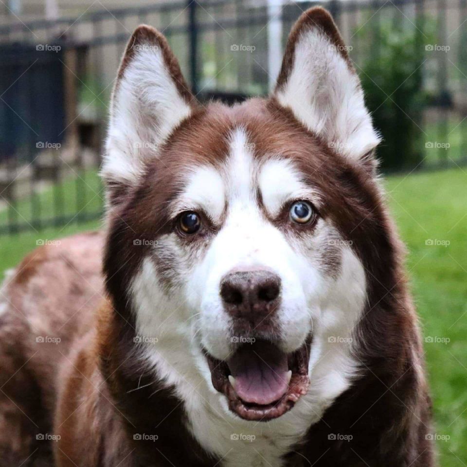 Life with Pets. Happy Husky