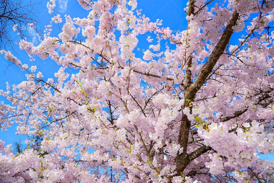 Cherry Blossom in BC, Canada 